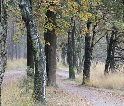 herfst 8